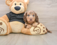 5 week old Dachshund Puppy For Sale - Seaside Pups
