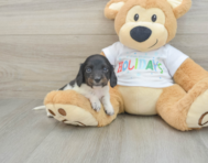 6 week old Dachshund Puppy For Sale - Seaside Pups