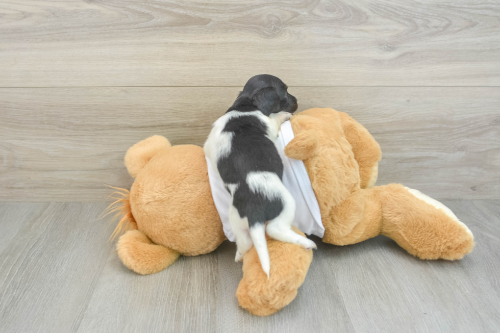 Dachshund Pup Being Cute