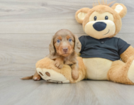 6 week old Dachshund Puppy For Sale - Seaside Pups