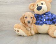 7 week old Dachshund Puppy For Sale - Seaside Pups