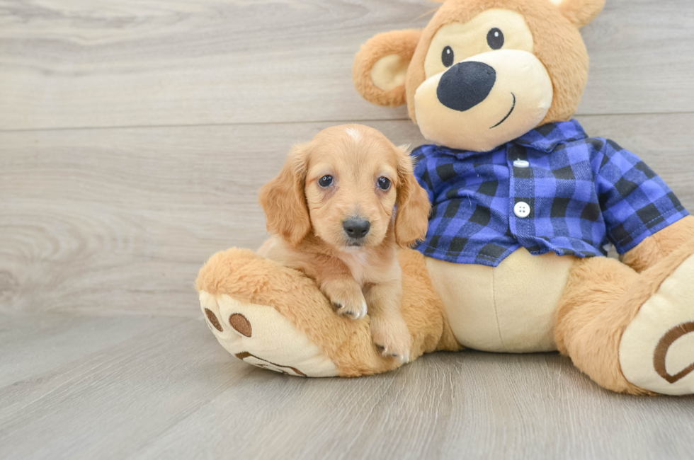 5 week old Dachshund Puppy For Sale - Seaside Pups