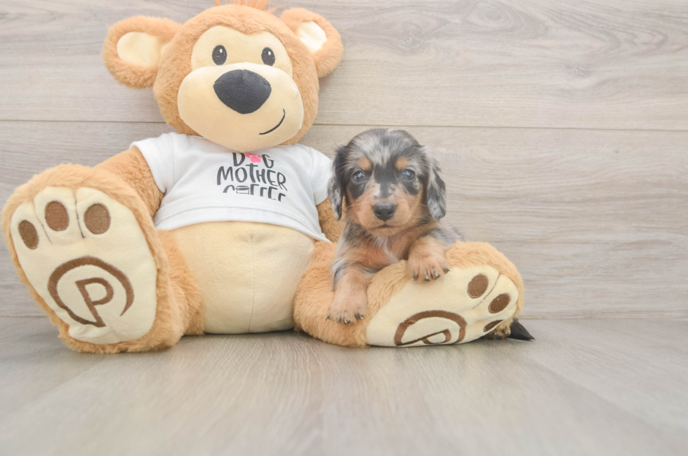 5 week old Dachshund Puppy For Sale - Seaside Pups