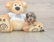 5 week old Dachshund Puppy For Sale - Seaside Pups 5 week old Dachshund Puppy For Sale - Seaside Pups
