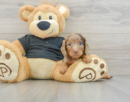 6 week old Dachshund Puppy For Sale - Seaside Pups