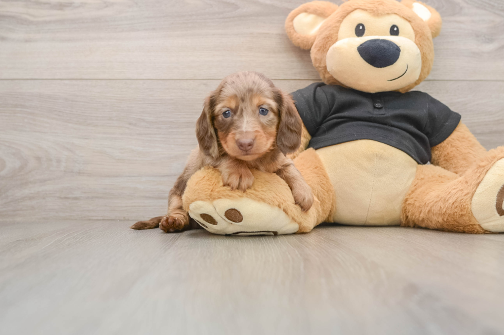 Dachshund Puppy for Adoption