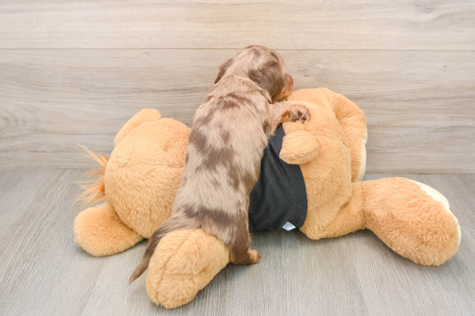 Dachshund Pup Being Cute