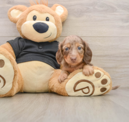 5 week old Dachshund Puppy For Sale - Seaside Pups