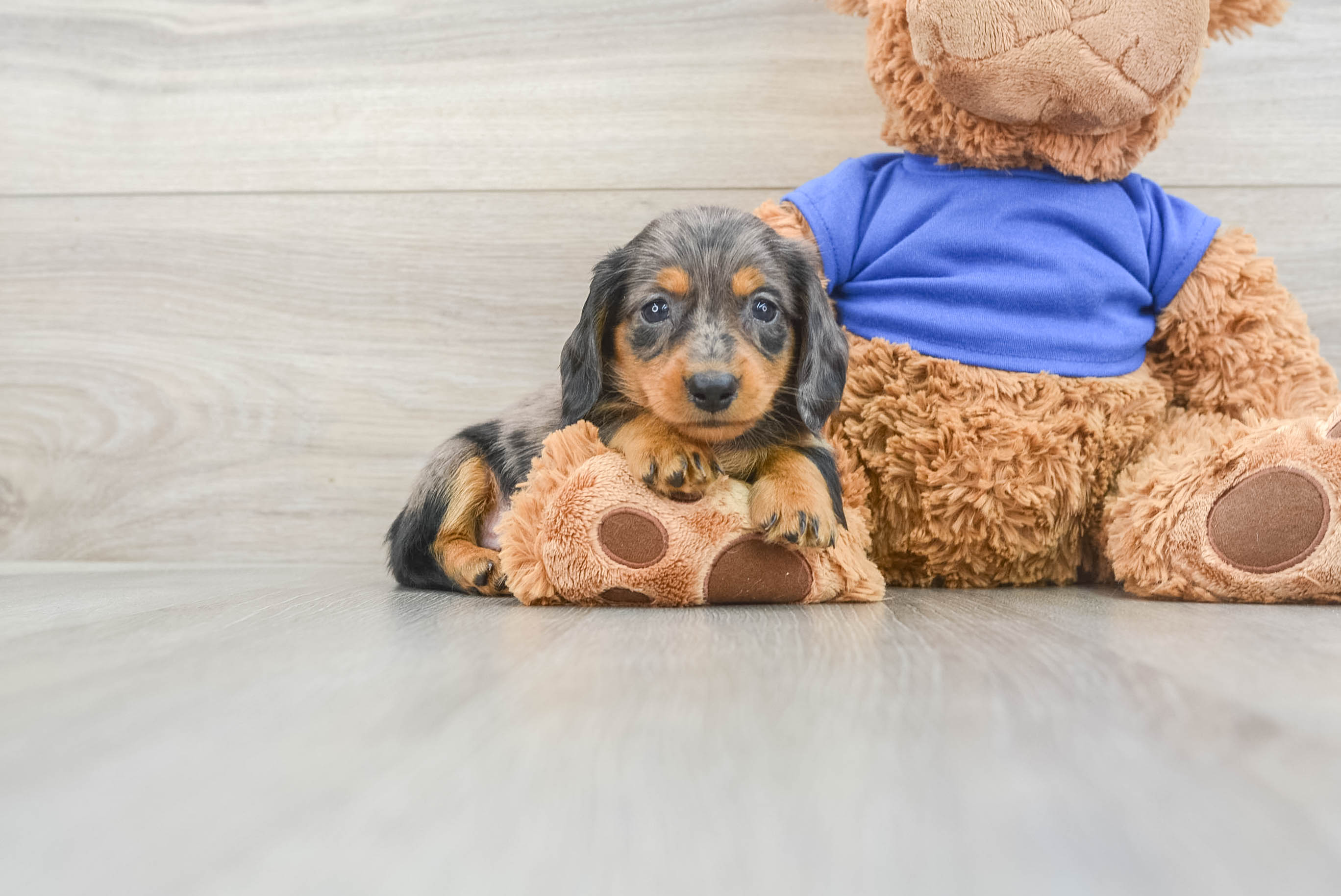 Best Dachshund Baby
