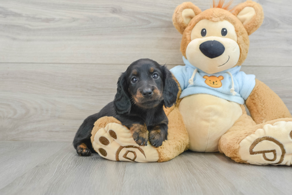 Cute Doxie Purebred Puppy