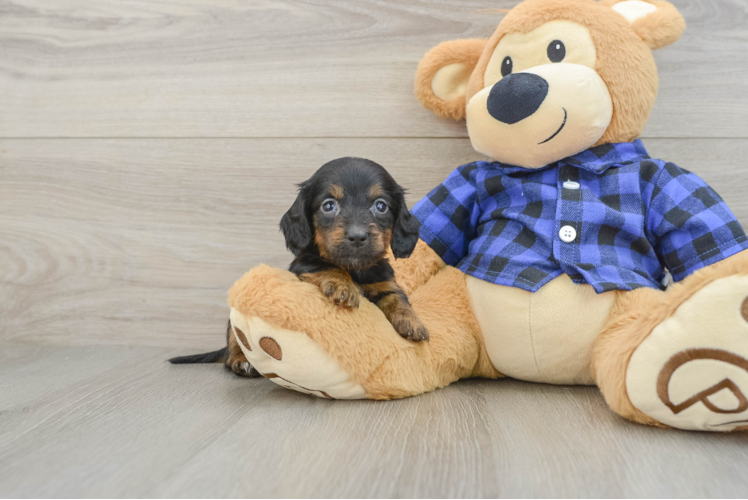 Dachshund Puppy for Adoption