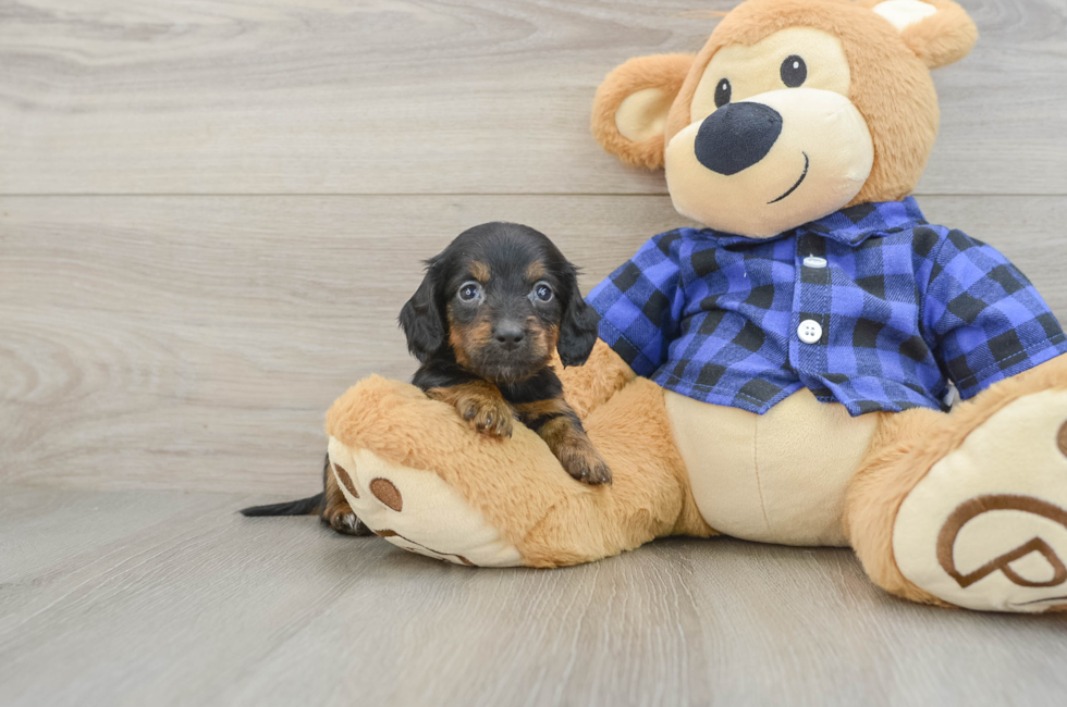 8 week old Dachshund Puppy For Sale - Seaside Pups