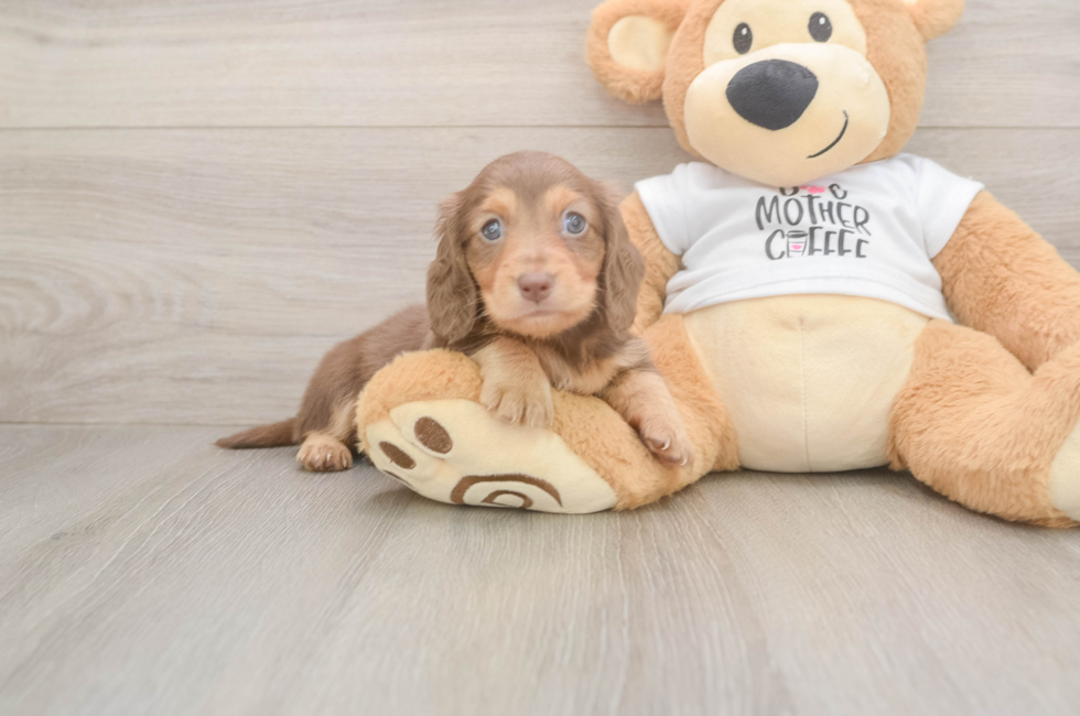 5 week old Dachshund Puppy For Sale - Seaside Pups