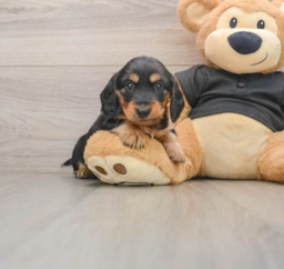 5 week old Dachshund Puppy For Sale - Seaside Pups