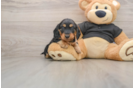 Cute Doxie Purebred Puppy