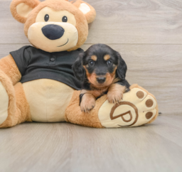 5 week old Dachshund Puppy For Sale - Seaside Pups