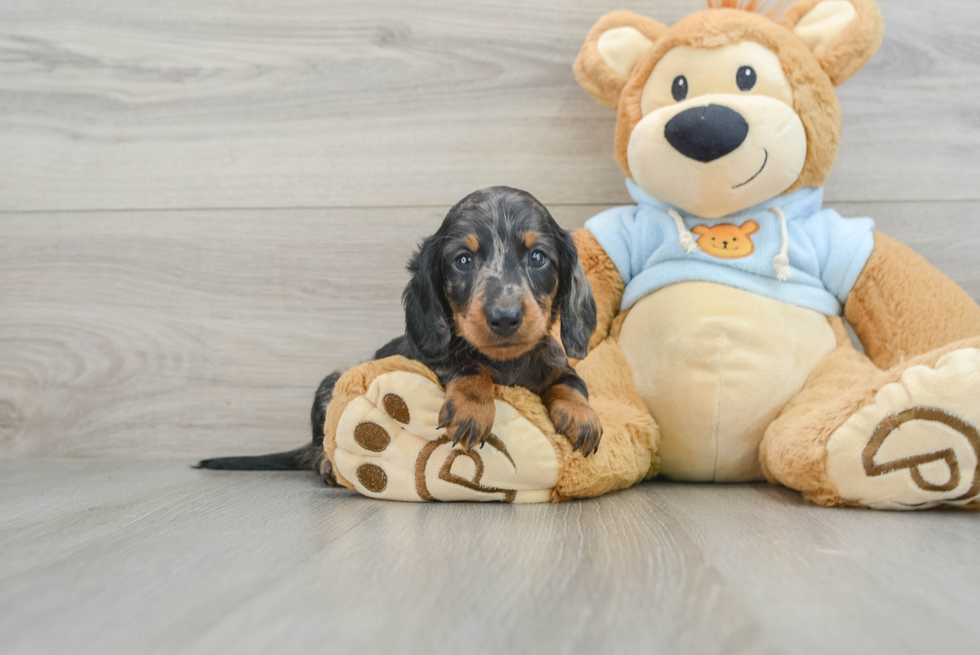 Dachshund Pup Being Cute