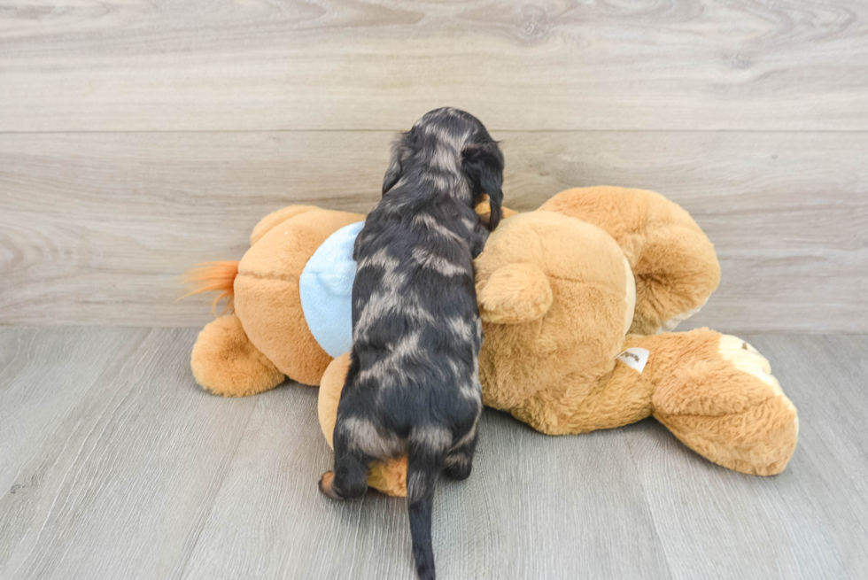 Cute Dachshund Baby