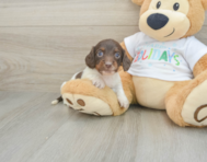 6 week old Dachshund Puppy For Sale - Seaside Pups