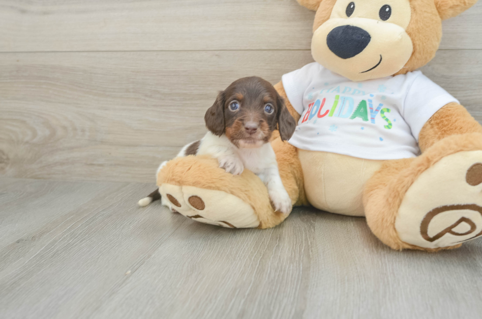 6 week old Dachshund Puppy For Sale - Seaside Pups