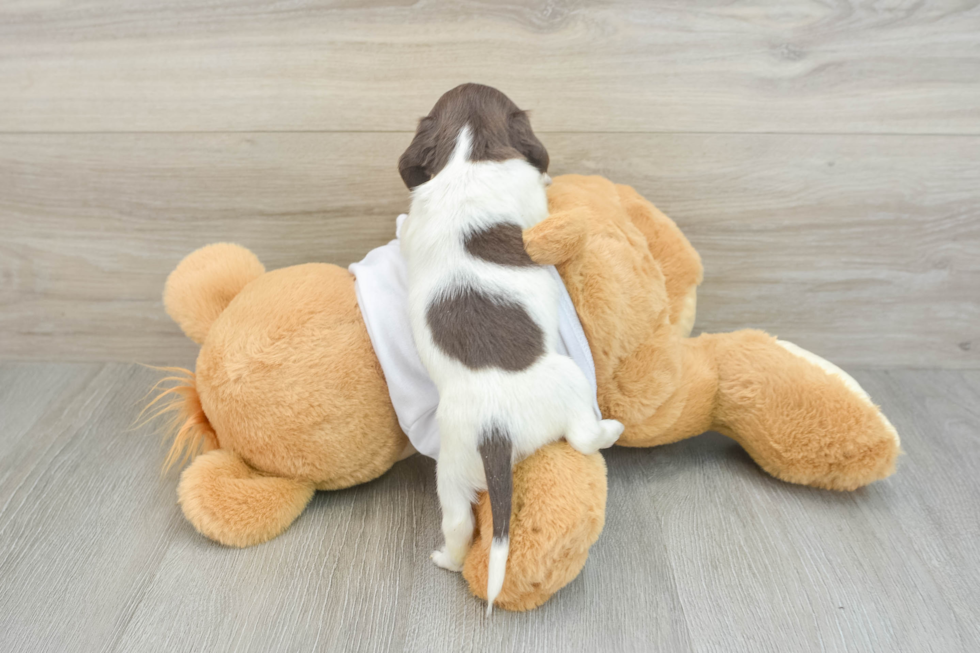 Cute Doxie Purebred Puppy