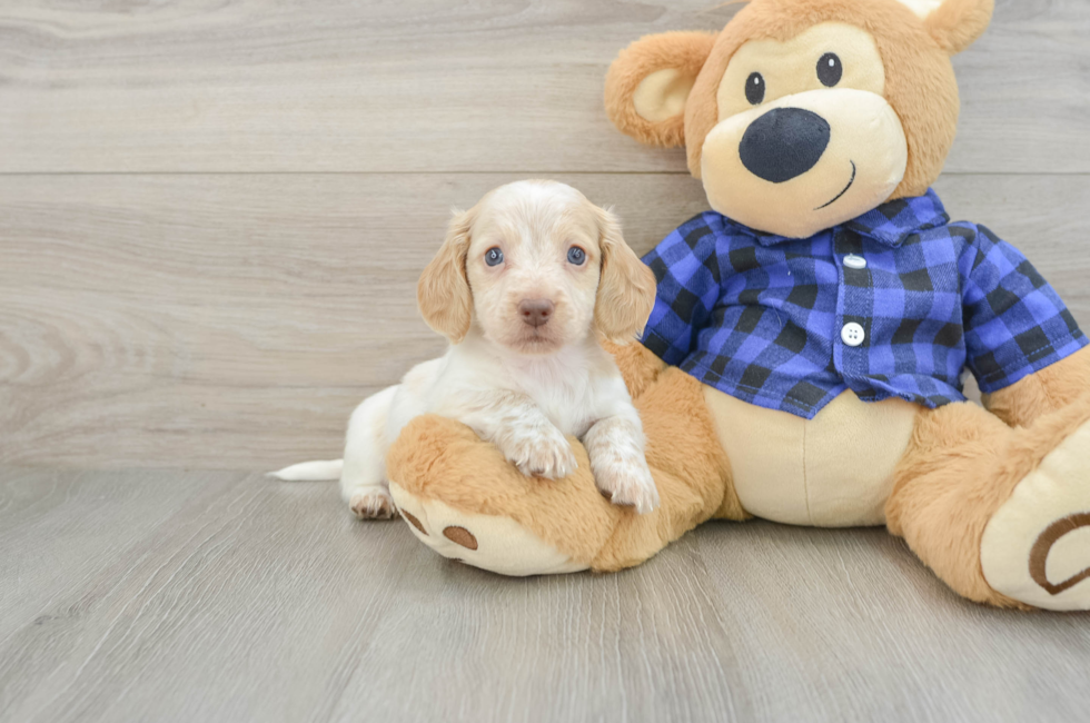 5 week old Dachshund Puppy For Sale - Seaside Pups