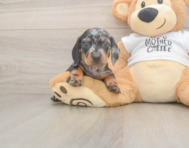 6 week old Dachshund Puppy For Sale - Seaside Pups