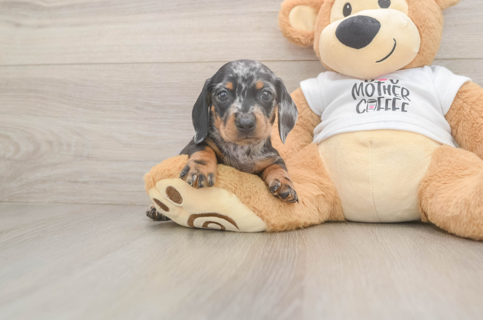 5 week old Dachshund Puppy For Sale - Seaside Pups