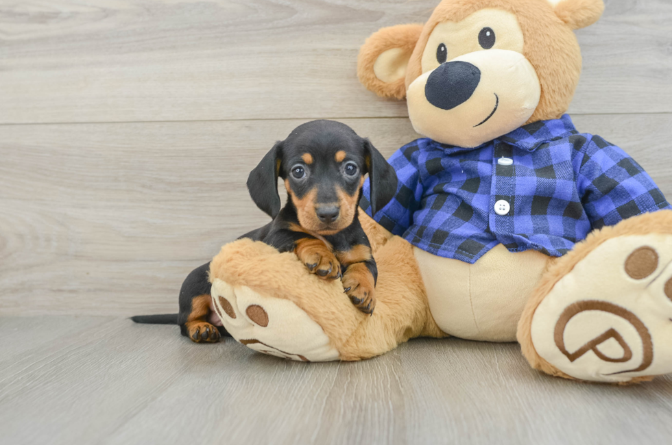 5 week old Dachshund Puppy For Sale - Seaside Pups