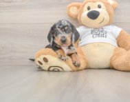 6 week old Dachshund Puppy For Sale - Seaside Pups