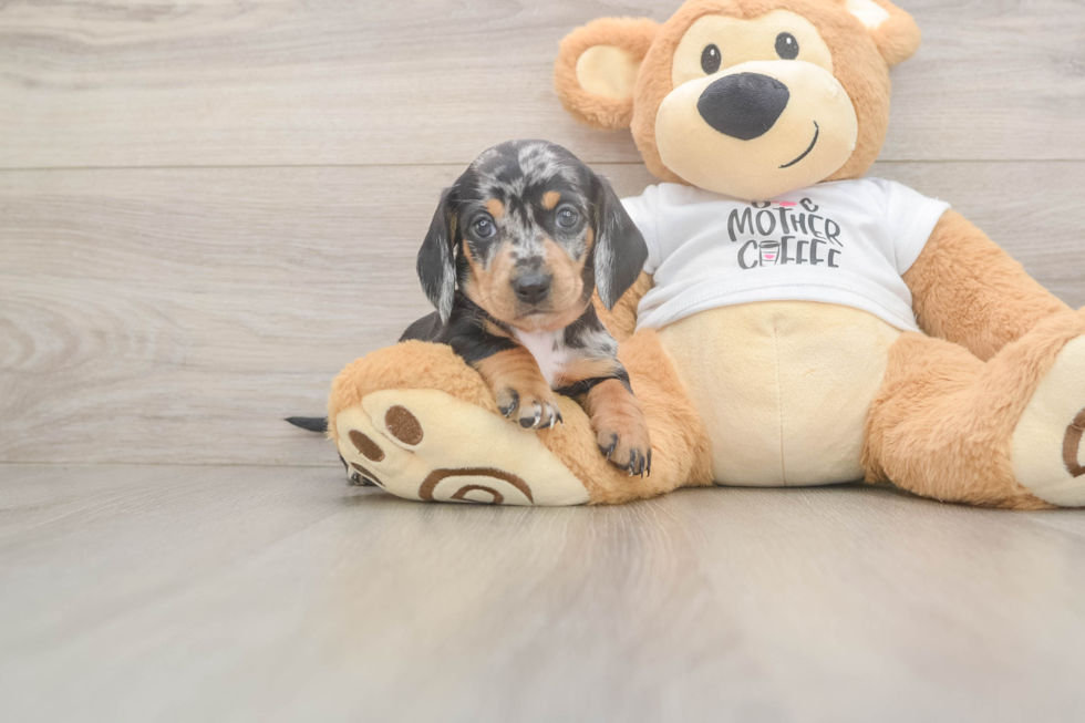 Dachshund Puppy for Adoption