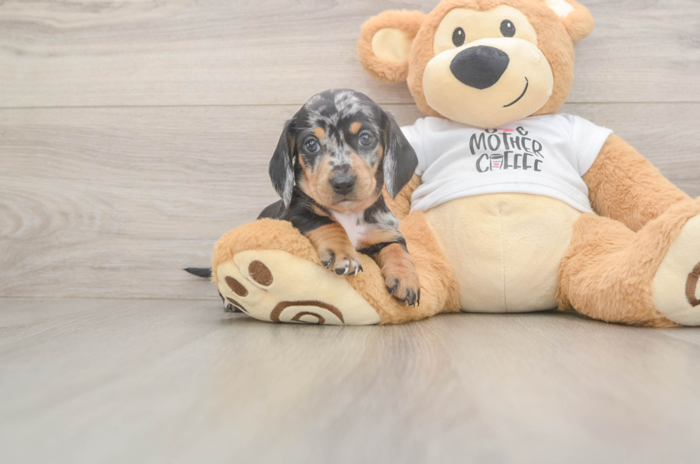 5 week old Dachshund Puppy For Sale - Seaside Pups