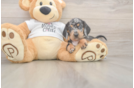 Dachshund Pup Being Cute