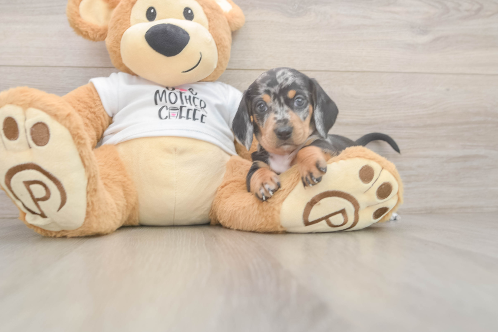 Dachshund Pup Being Cute