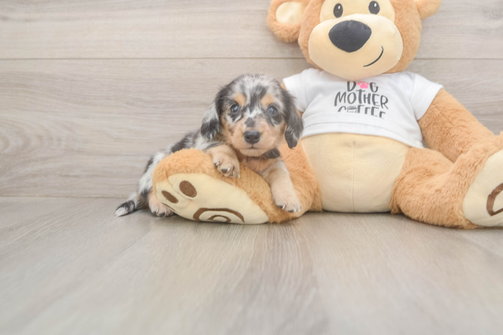 Meet Lupita - our Dachshund Puppy Photo  2/3 - Seaside Pups Cute Dachshund Baby