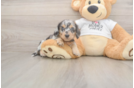 Meet Lupita - our Dachshund Puppy Photo  2/3 - Seaside Pups Cute Dachshund Baby