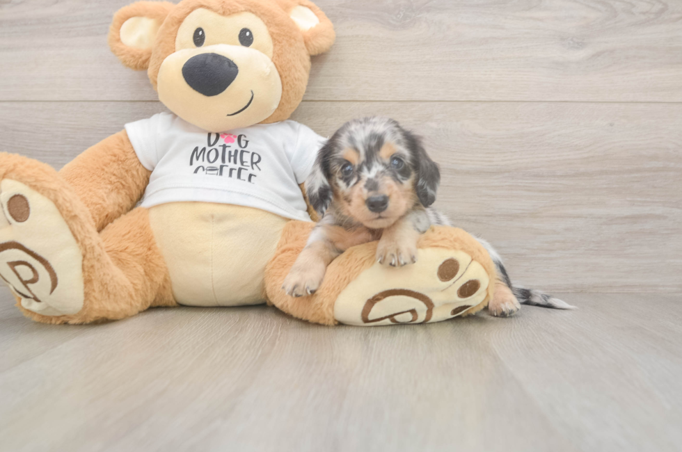 5 week old Dachshund Puppy For Sale - Seaside Pups