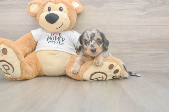 5 week old Dachshund Puppy For Sale - Seaside Pups Cute Dachshund Baby