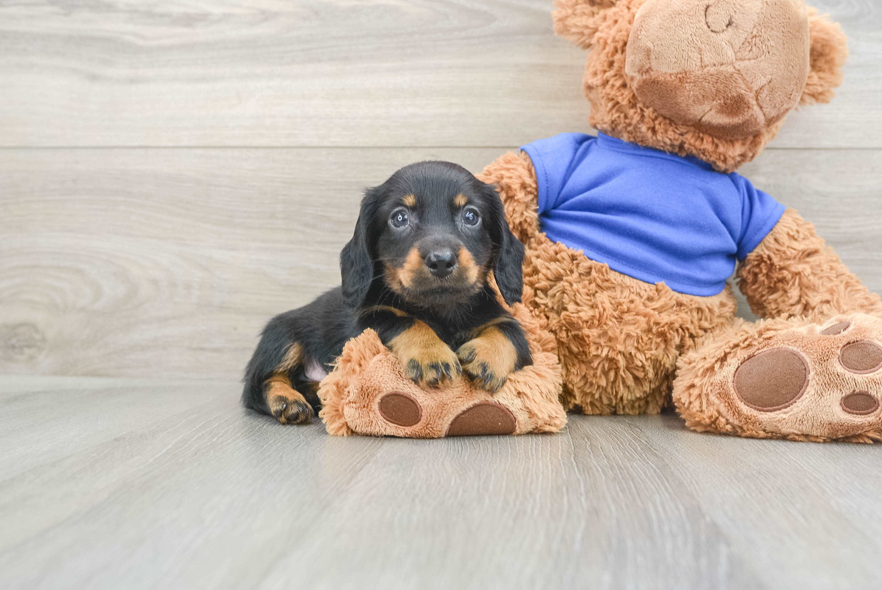 Cute Dachshund Purebred Pup