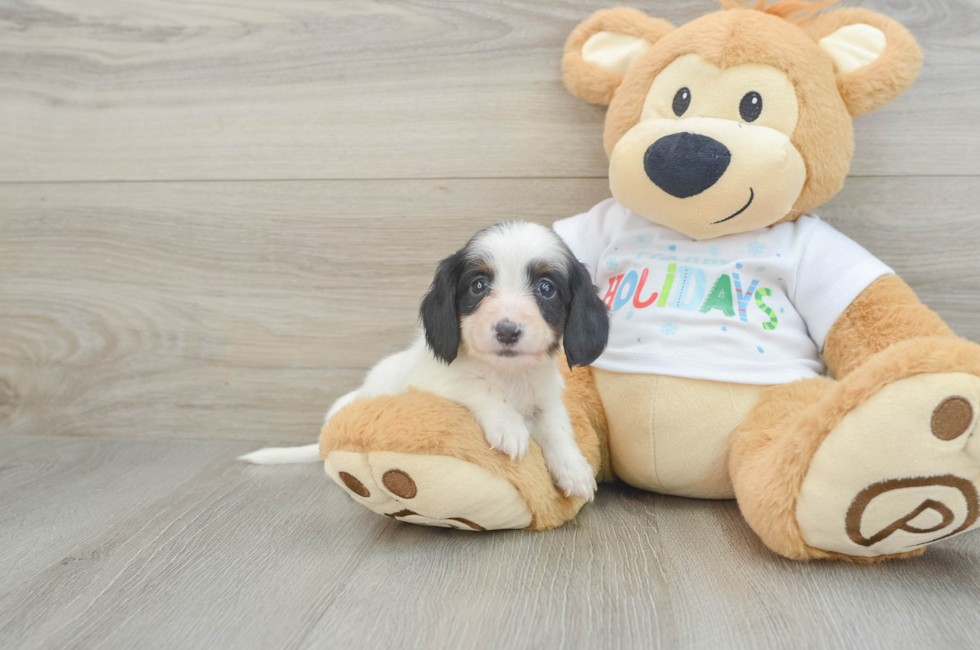 6 week old Dachshund Puppy For Sale - Seaside Pups