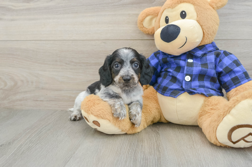 5 week old Dachshund Puppy For Sale - Seaside Pups
