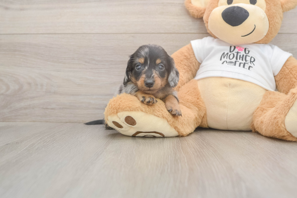 Cute Doxie Purebred Puppy