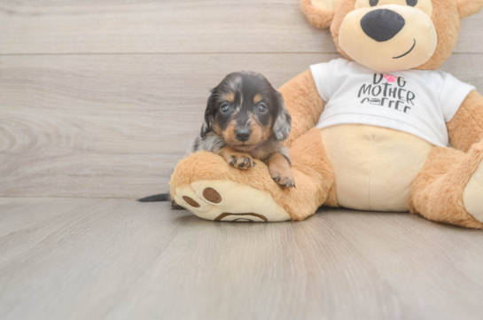 5 week old Dachshund Puppy For Sale - Seaside Pups Cute Doxie Purebred Puppy