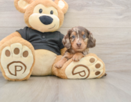 5 week old Dachshund Puppy For Sale - Seaside Pups