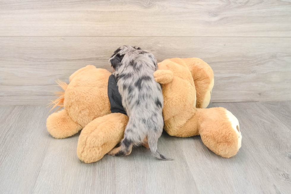 Cute Doxie Purebred Puppy