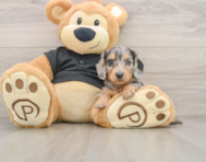 5 week old Dachshund Puppy For Sale - Seaside Pups