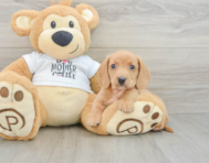 5 week old Dachshund Puppy For Sale - Seaside Pups