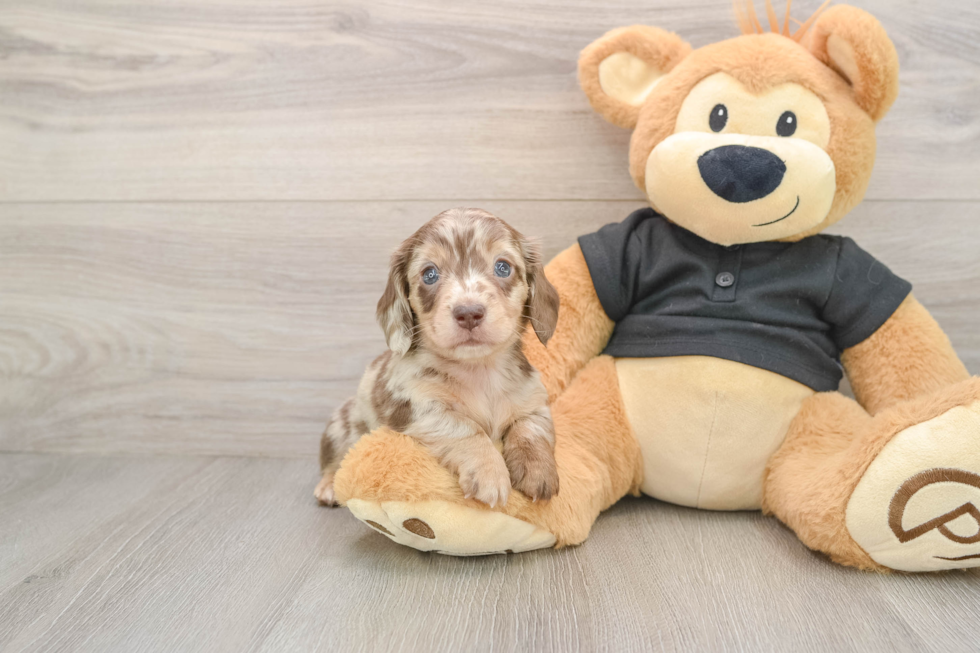 Cute Doxie Purebred Puppy