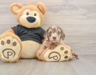 5 week old Dachshund Puppy For Sale - Seaside Pups