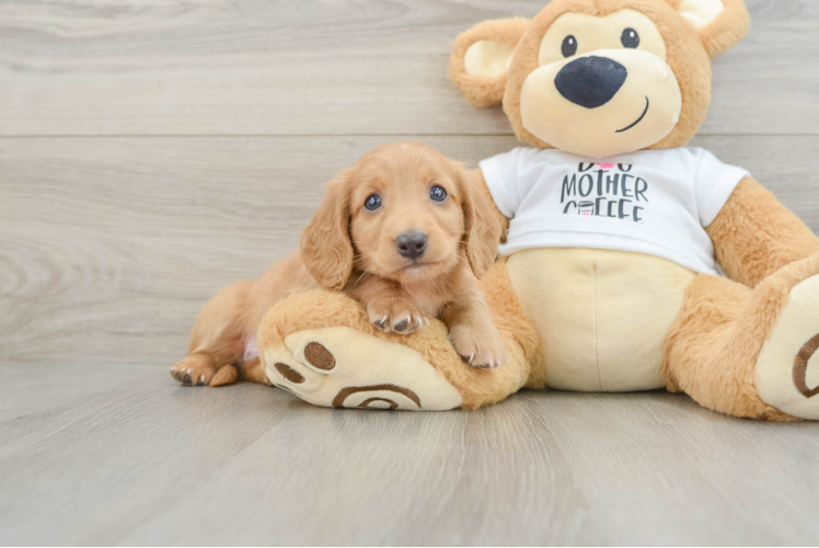 Cute Doxie Purebred Puppy